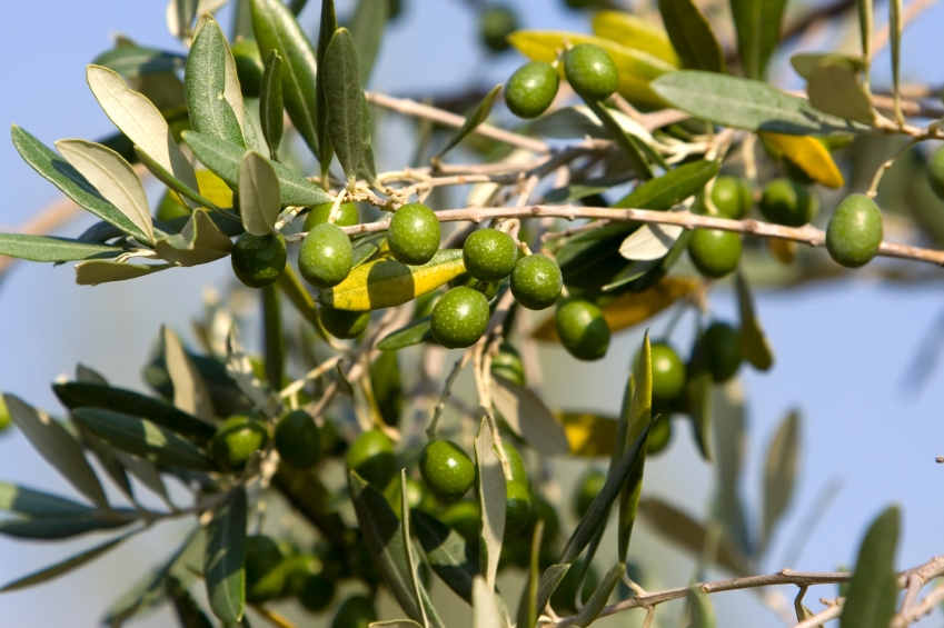 roman olives